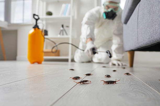 Post-Treatment Bed Bug Interceptor Monitoring in Summerville